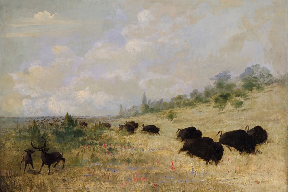 Elk and Buffalo Grazing among Prairie Flowers|Texas art print by George Catlin for $57.95 CAD