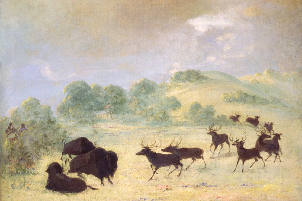 Elk and Buffalo Making Acquaintance|Texas art print by George Catlin for $57.95 CAD