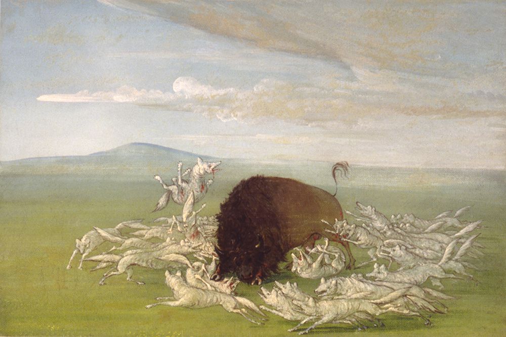 White Wolves Attacking a Buffalo Bull art print by George Catlin for $57.95 CAD