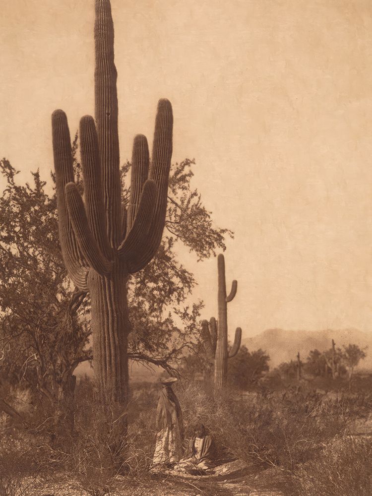 Saguaro Harvest - Pima 1907 art print by Edward S Curtis for $57.95 CAD