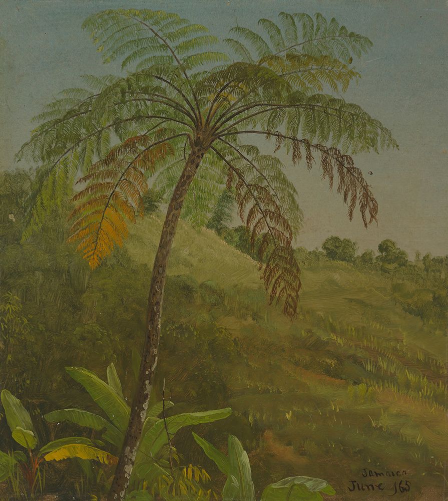Palm Tree, Jamaica 1865 art print by Frederic Edwin Church for $57.95 CAD