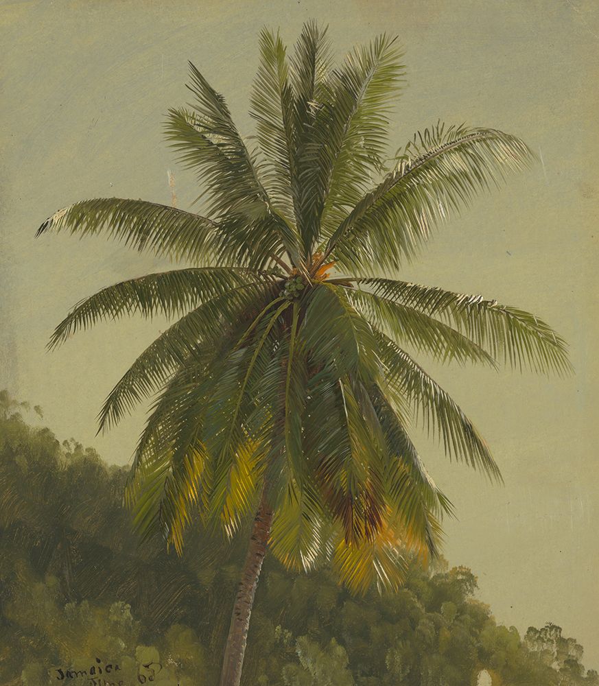 Palm Trees, West Indies 1865 art print by Frederic Edwin Church for $57.95 CAD