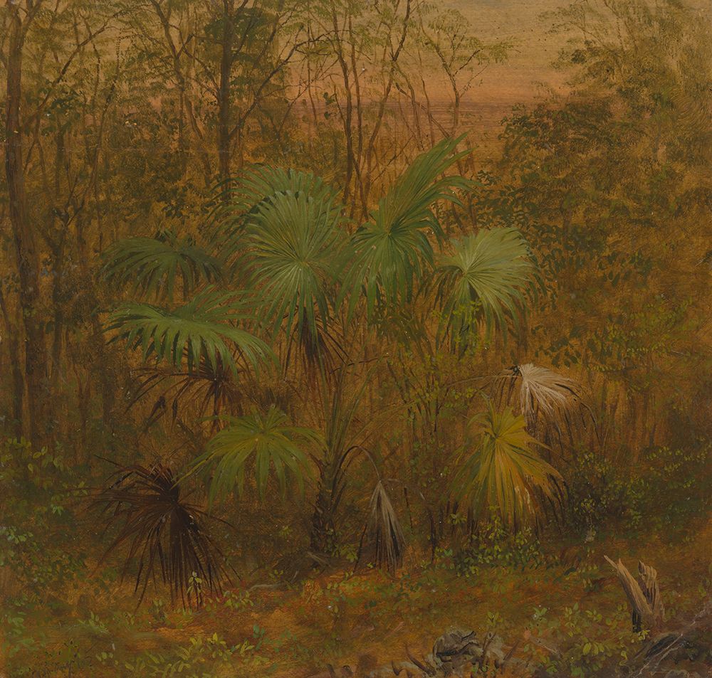 Thatch Palm, Jamaica 1865 art print by Frederic Edwin Church for $57.95 CAD