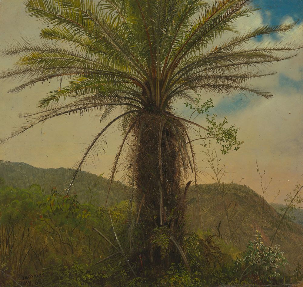 Tree Fern, Jamaica 1865 art print by Frederic Edwin Church for $57.95 CAD