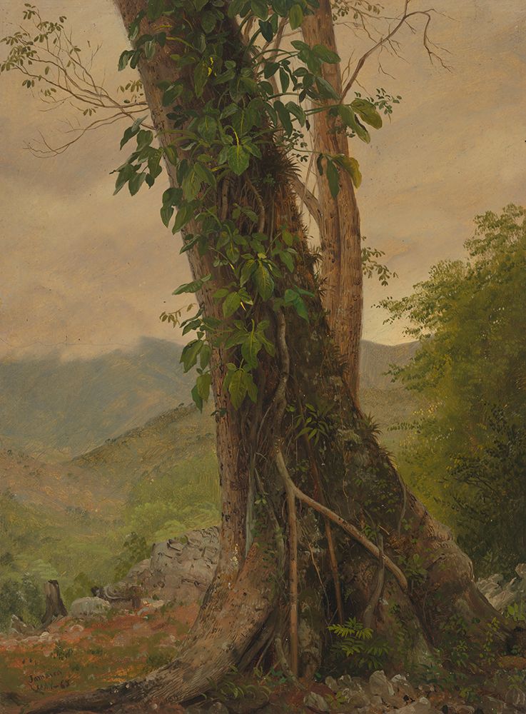 Tree with Vines, Jamaica, West Indies 1865 art print by Frederic Edwin Church for $57.95 CAD