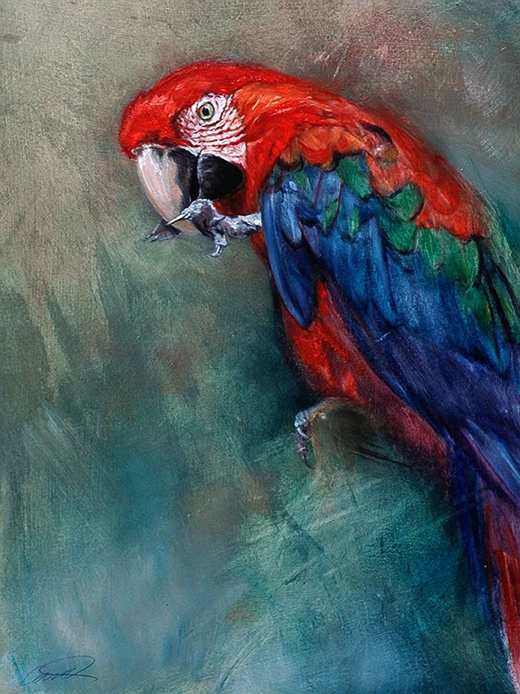 Aw Macaw art print by Robert Campbell for $57.95 CAD