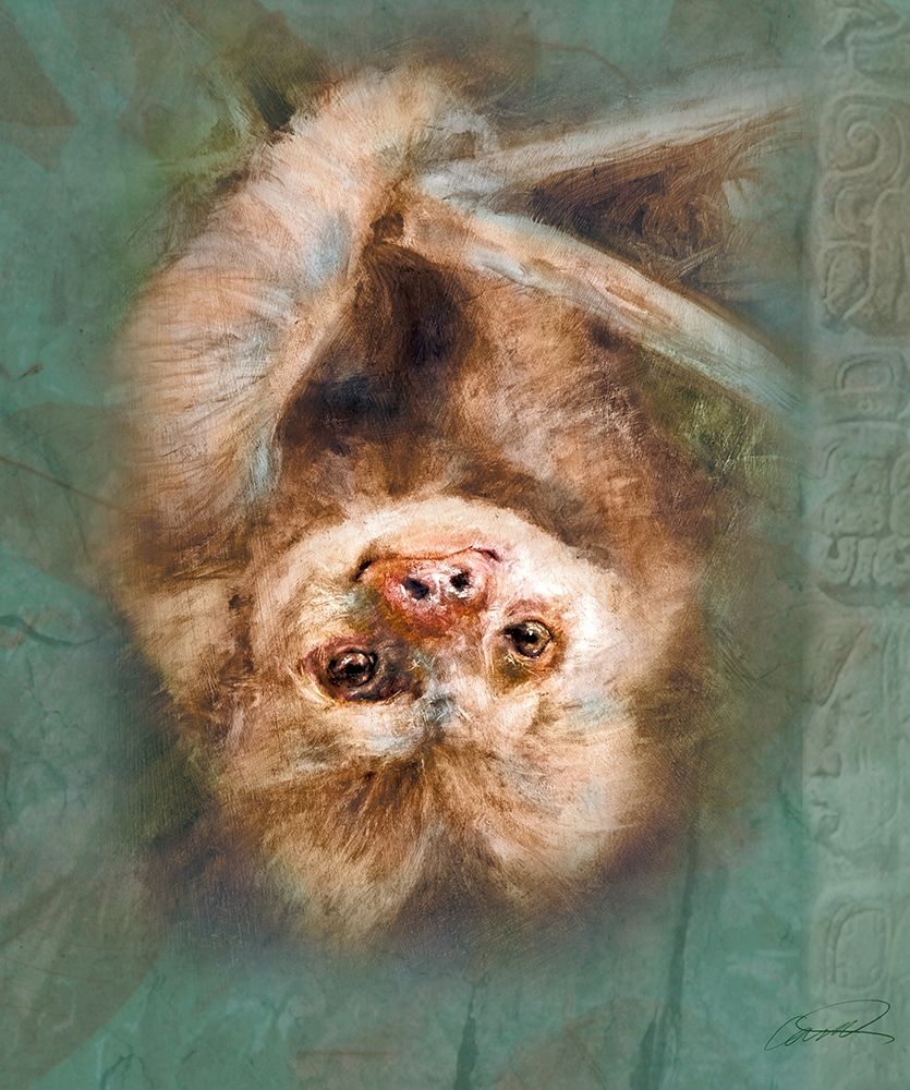 Two-Toed Sloth art print by Robert Campbell for $57.95 CAD