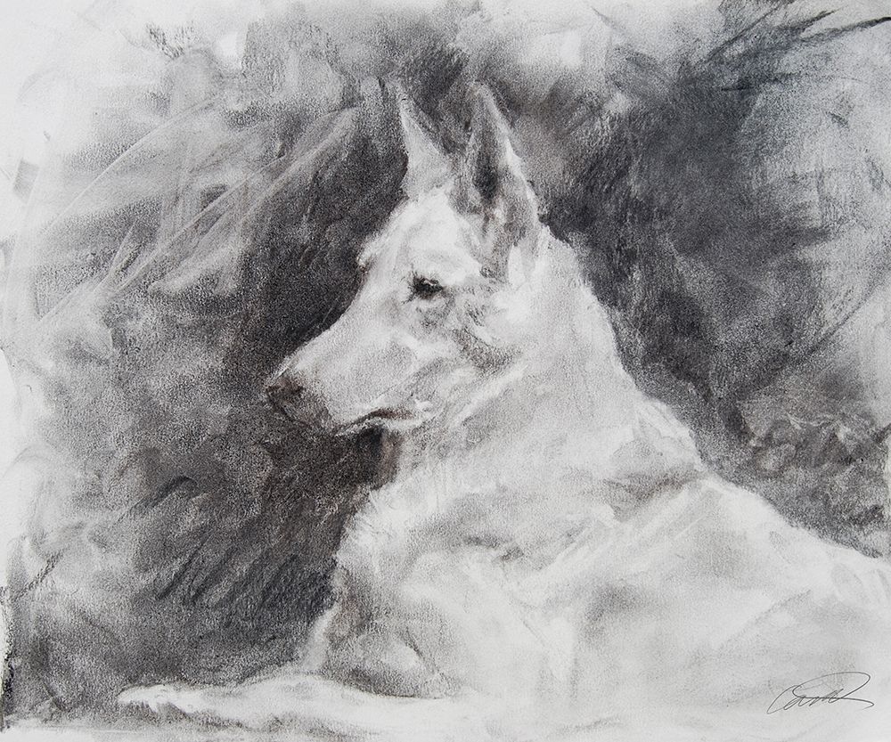 White Shepherd in Grey art print by Robert Campbell for $57.95 CAD