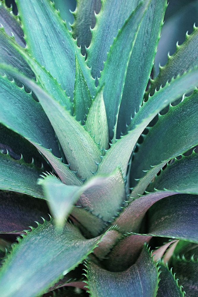 Spiny Succulent II art print by Leda Robertson for $57.95 CAD