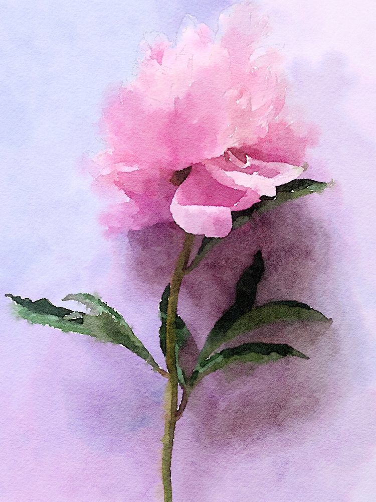 Pink Watercolor Peony III art print by Irena Orlov for $57.95 CAD