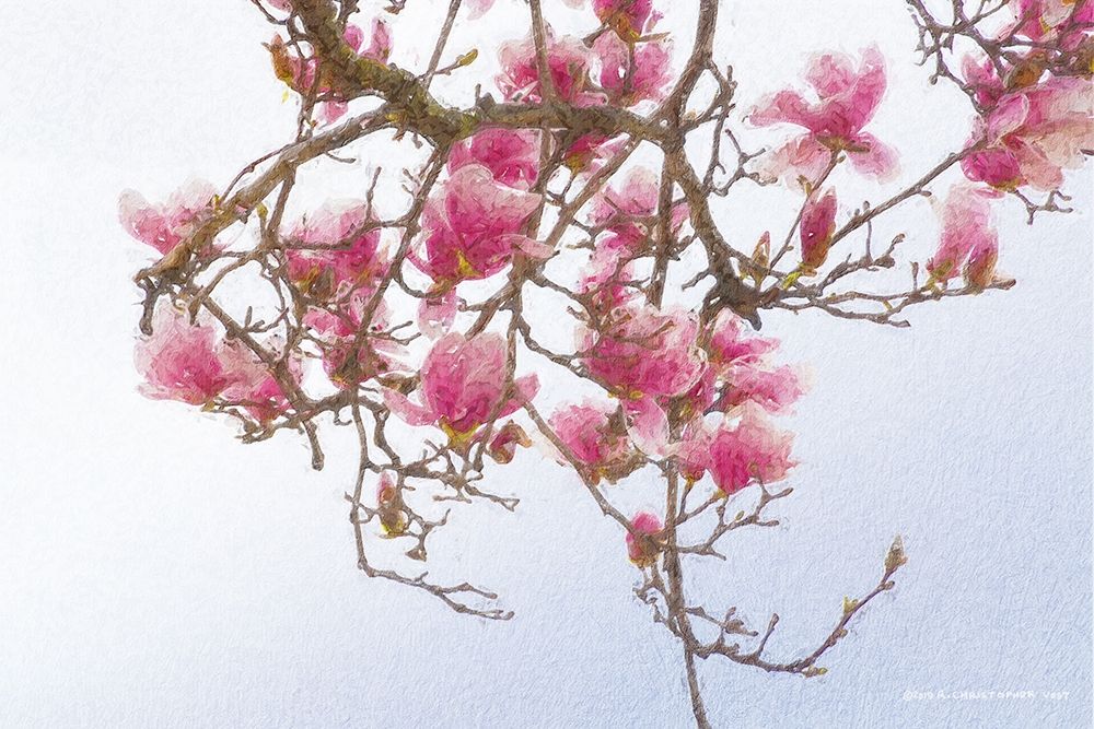 Painted Magnolia art print by Christopher Vest for $57.95 CAD