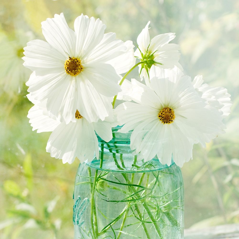 Jar of White Cosmo art print by Judy Stalus for $57.95 CAD