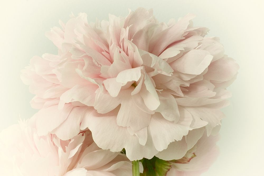 Soft Peony art print by Judy Stalus for $57.95 CAD