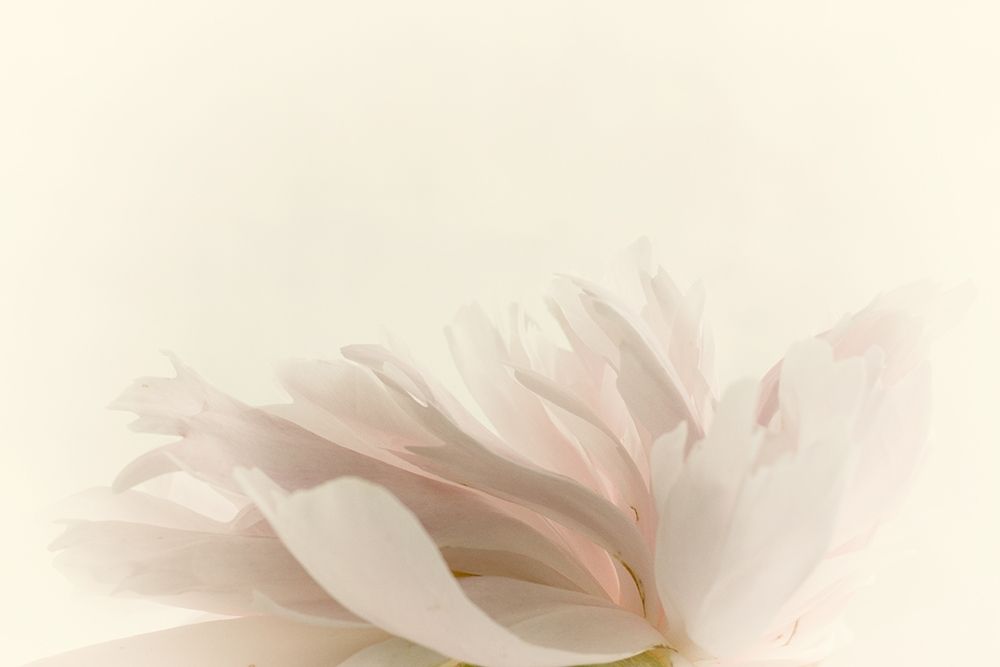 Pale Petals art print by Judy Stalus for $57.95 CAD