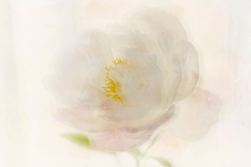 Soft White Peony art print by Judy Stalus for $57.95 CAD