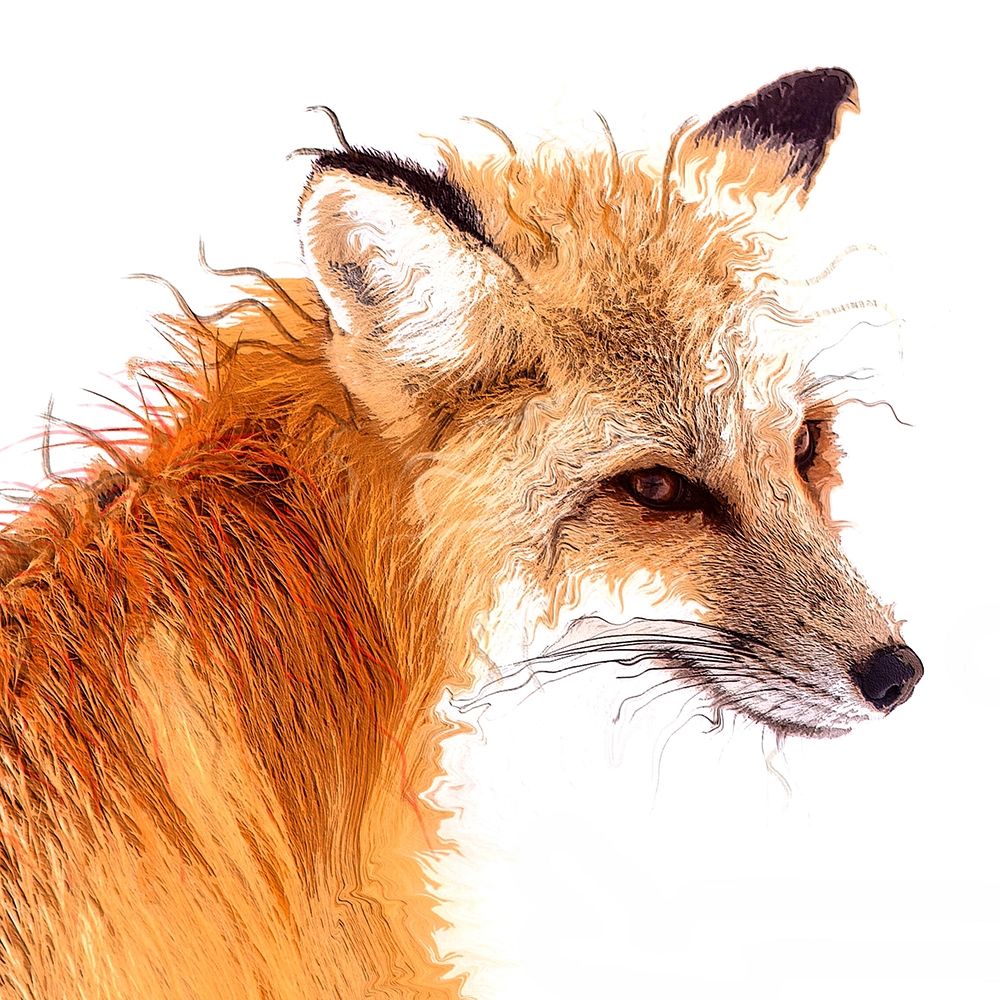 Foxpaint art print by Karen Smith for $57.95 CAD