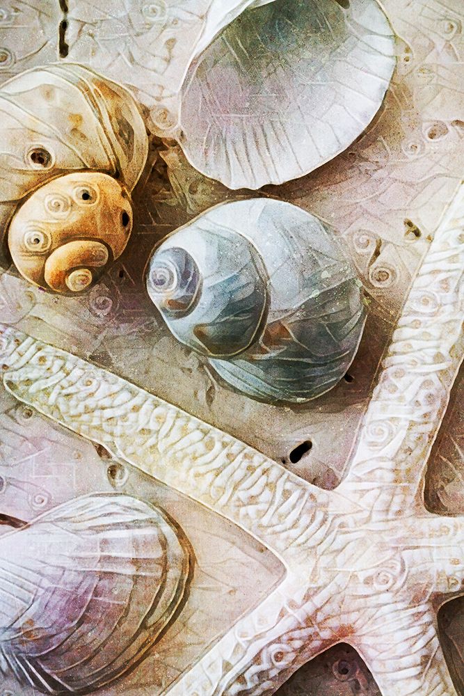 Seashells on Sand  Starfish on Land I art print by Ashley Aldridge for $57.95 CAD