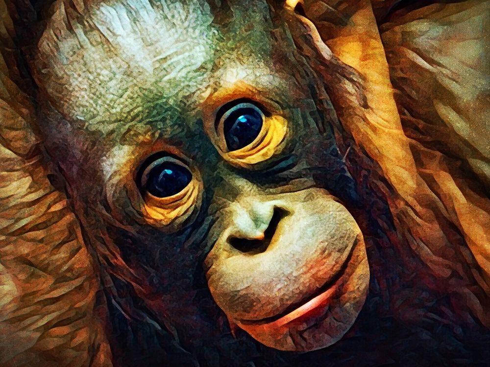 Baby Orangutan Observation art print by Ashley Aldridge for $57.95 CAD