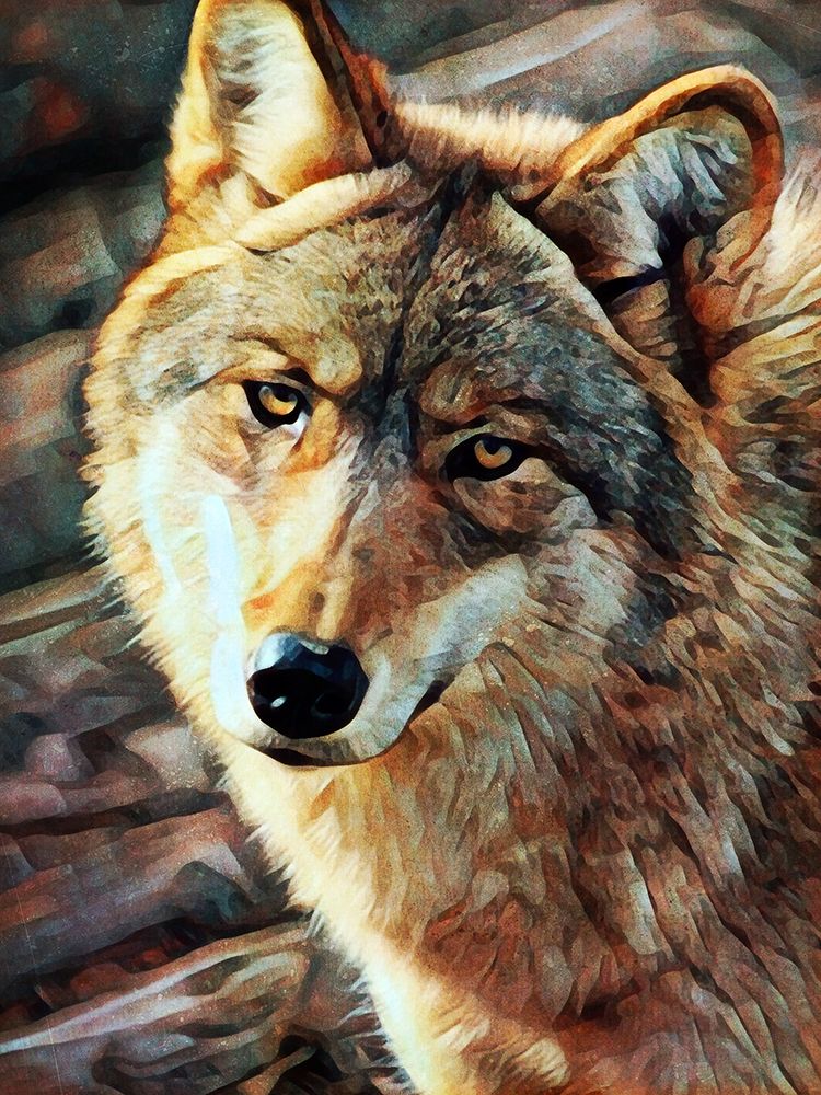 Gray Wolf Glare art print by Ashley Aldridge for $57.95 CAD