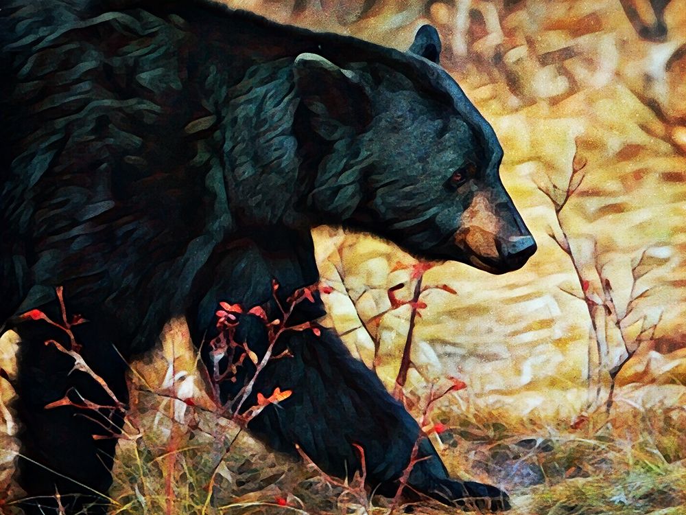 Black Bear Scrubland Stroll art print by Ashley Aldridge for $57.95 CAD