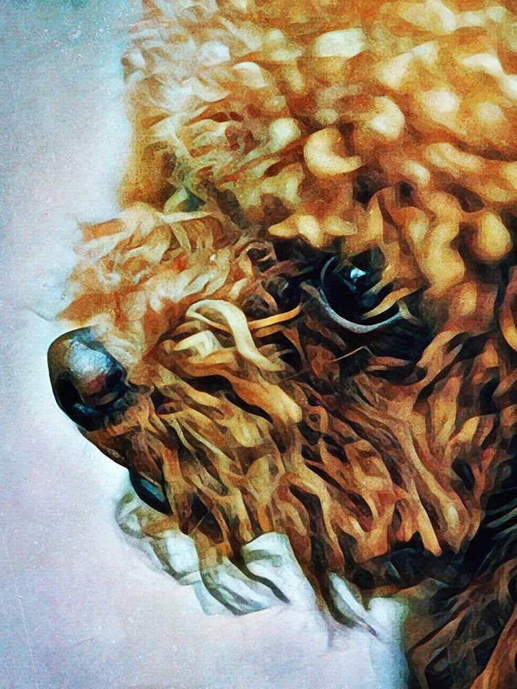 Apricot Toy Poodle Puff art print by Ashley Aldridge for $57.95 CAD