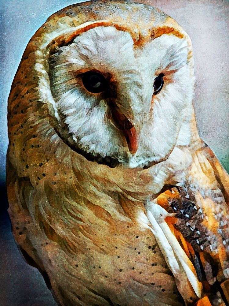 Barn Owl Heart Faced Hunter art print by Ashley Aldridge for $57.95 CAD