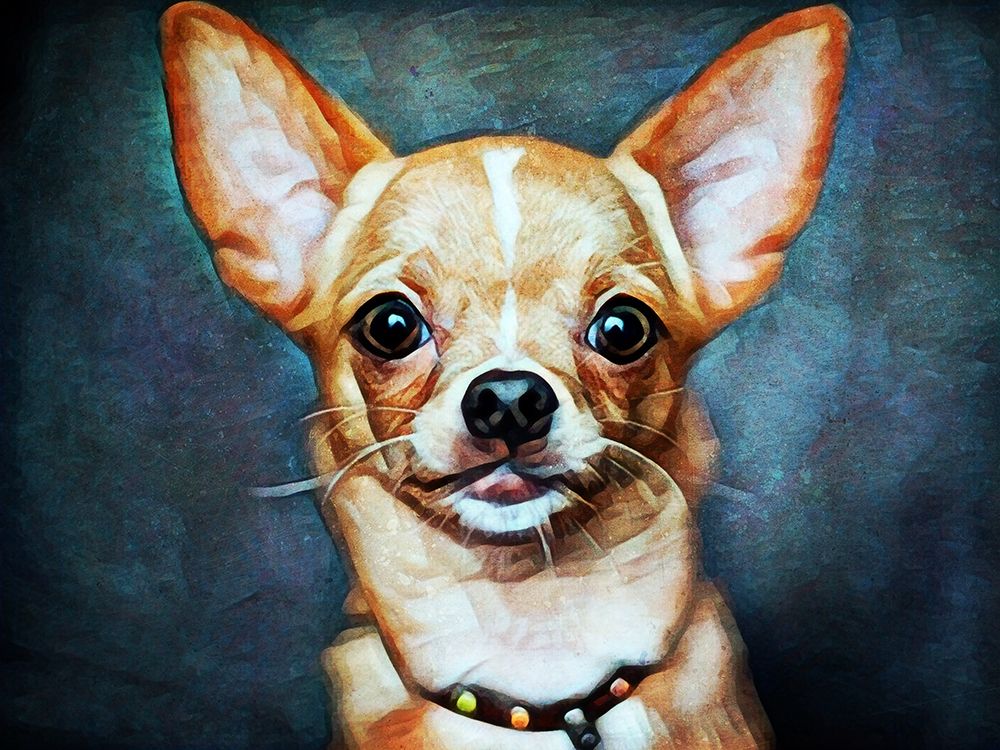 Chihuahua So Cheeky art print by Ashley Aldridge for $57.95 CAD
