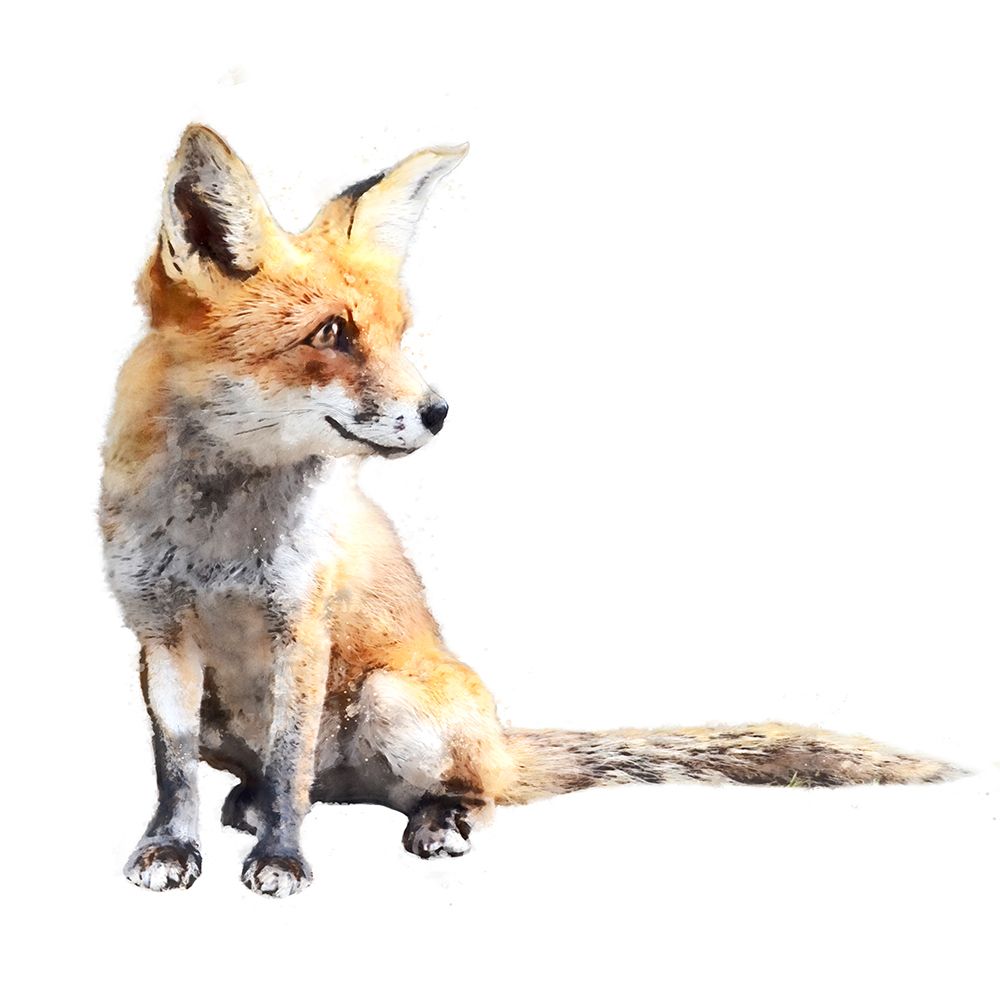 Inquisitive Fox art print by Kim Curinga for $57.95 CAD
