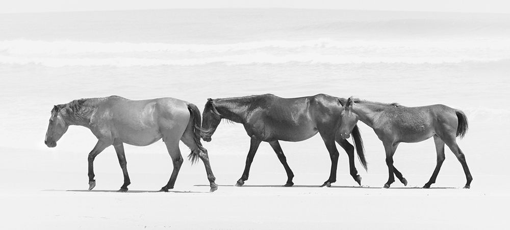 Beach Horse Trio art print by Kim Curinga for $57.95 CAD