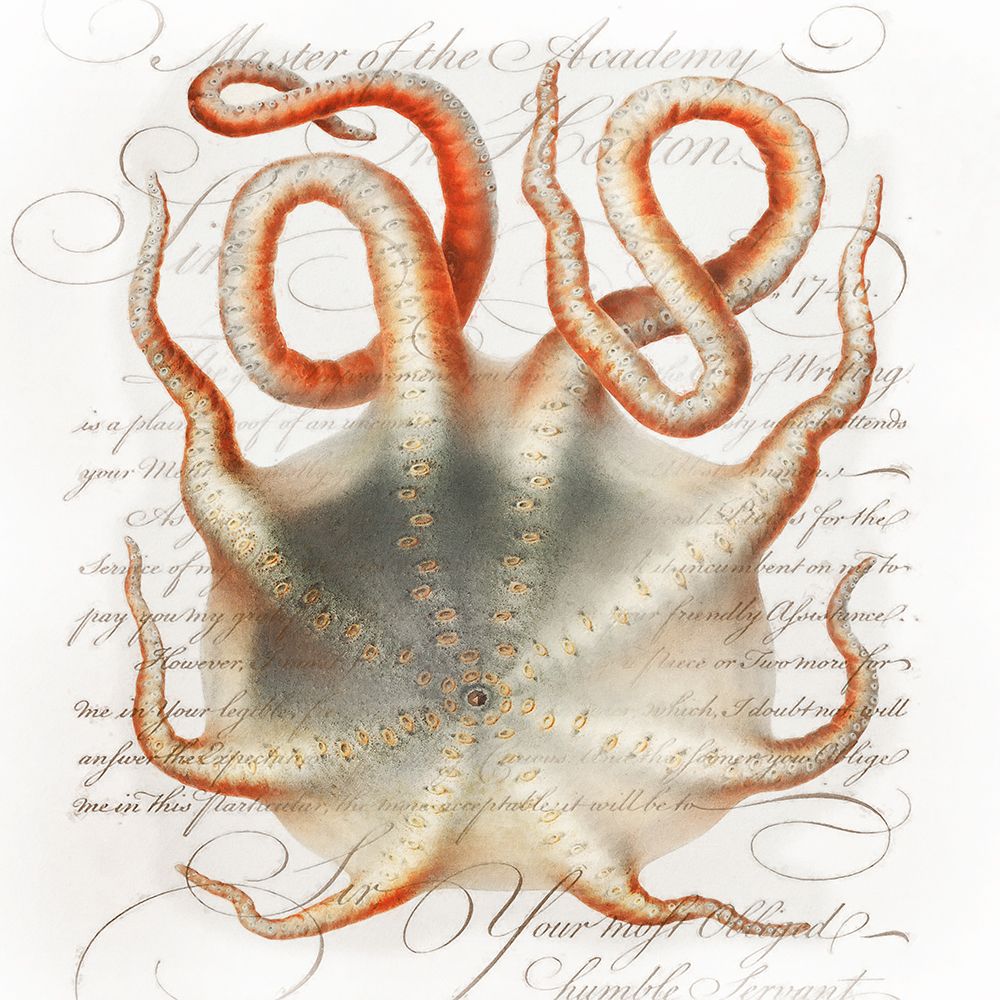 Octopus III art print by Steve Hunziker for $57.95 CAD