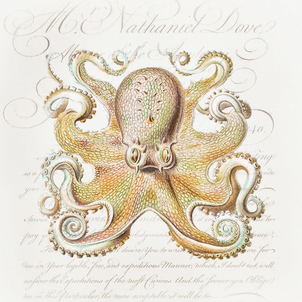 Octopus IV art print by Steve Hunziker for $57.95 CAD