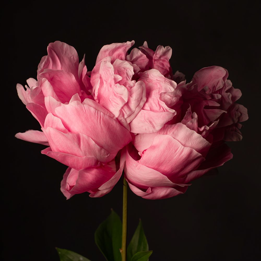 Perfect Peony art print by Leah Maclean for $57.95 CAD