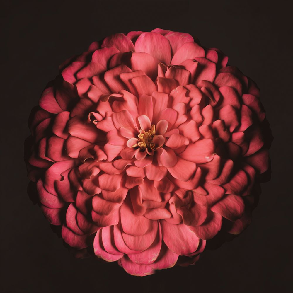 Portrait of a Zinnia IV art print by Leah Maclean for $57.95 CAD