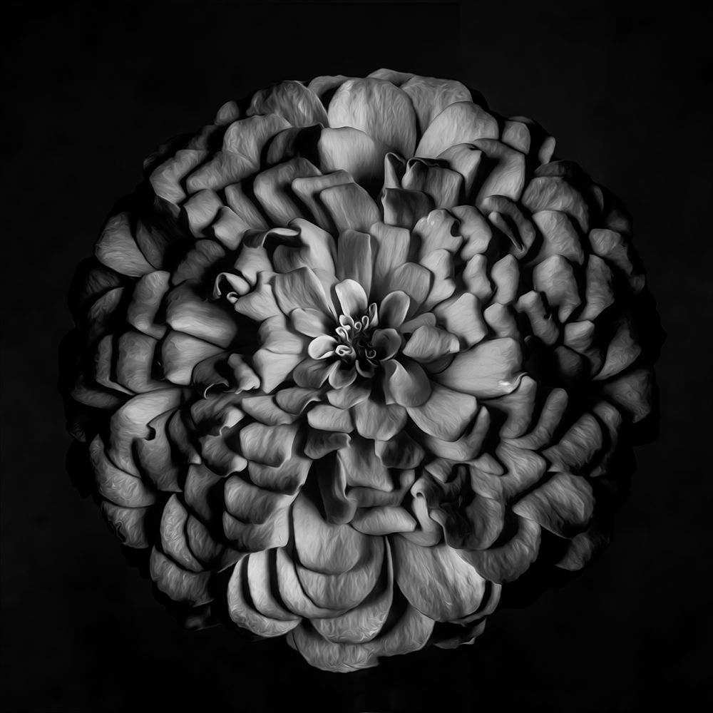 Monochrome Portrait of a Zinnia art print by Leah Maclean for $57.95 CAD