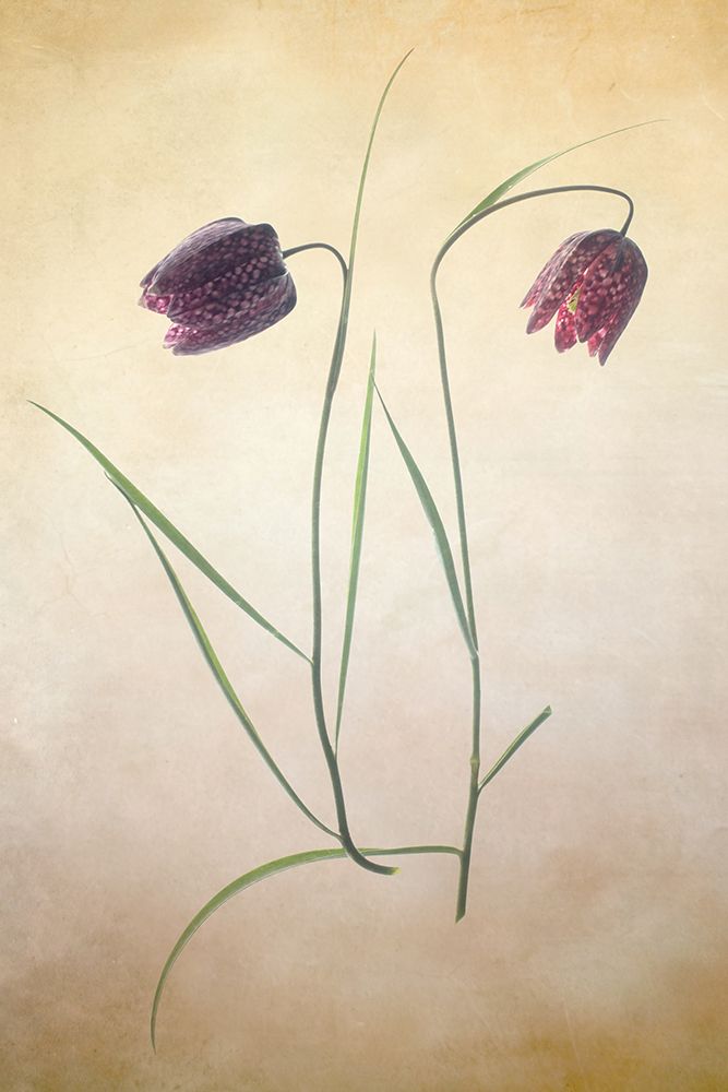 Fritillare I art print by Judy Stalus for $57.95 CAD