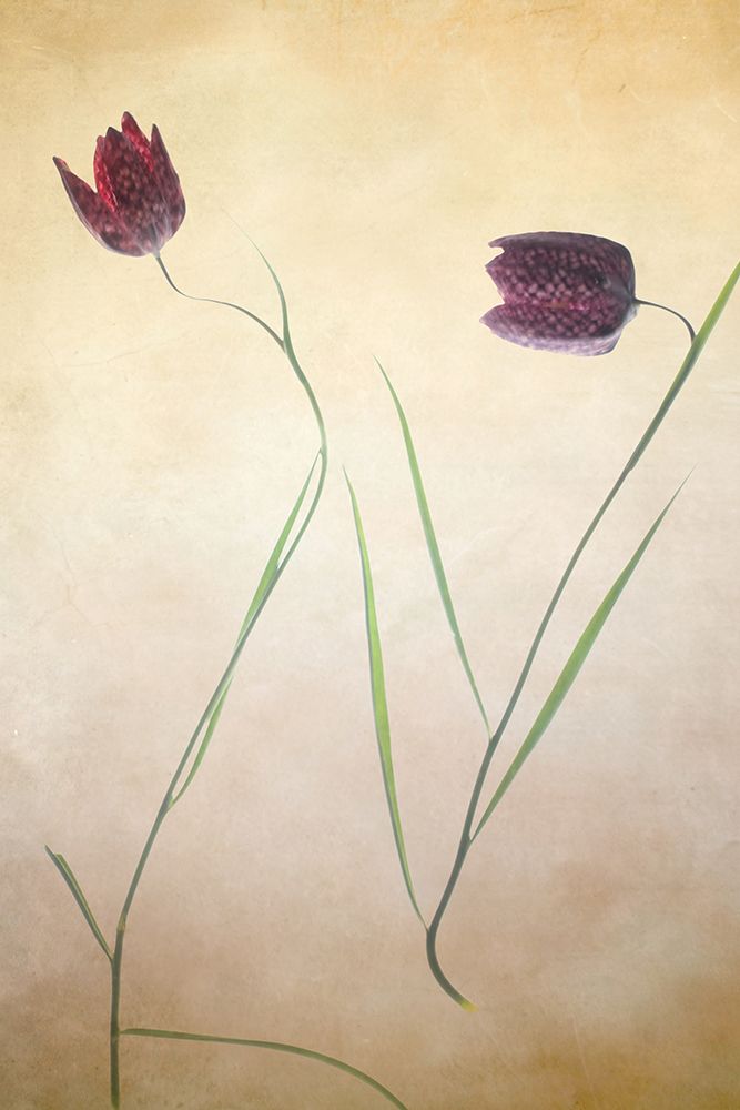 Fritillare II art print by Judy Stalus for $57.95 CAD