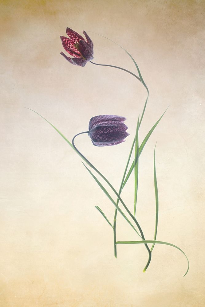 Fritillare III art print by Judy Stalus for $57.95 CAD