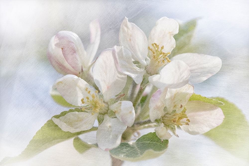 Spring Blossoms art print by Judy Stalus for $57.95 CAD