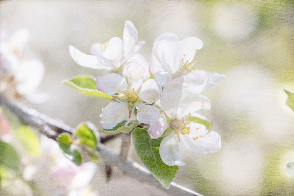 Apple Blossoms art print by Judy Stalus for $57.95 CAD