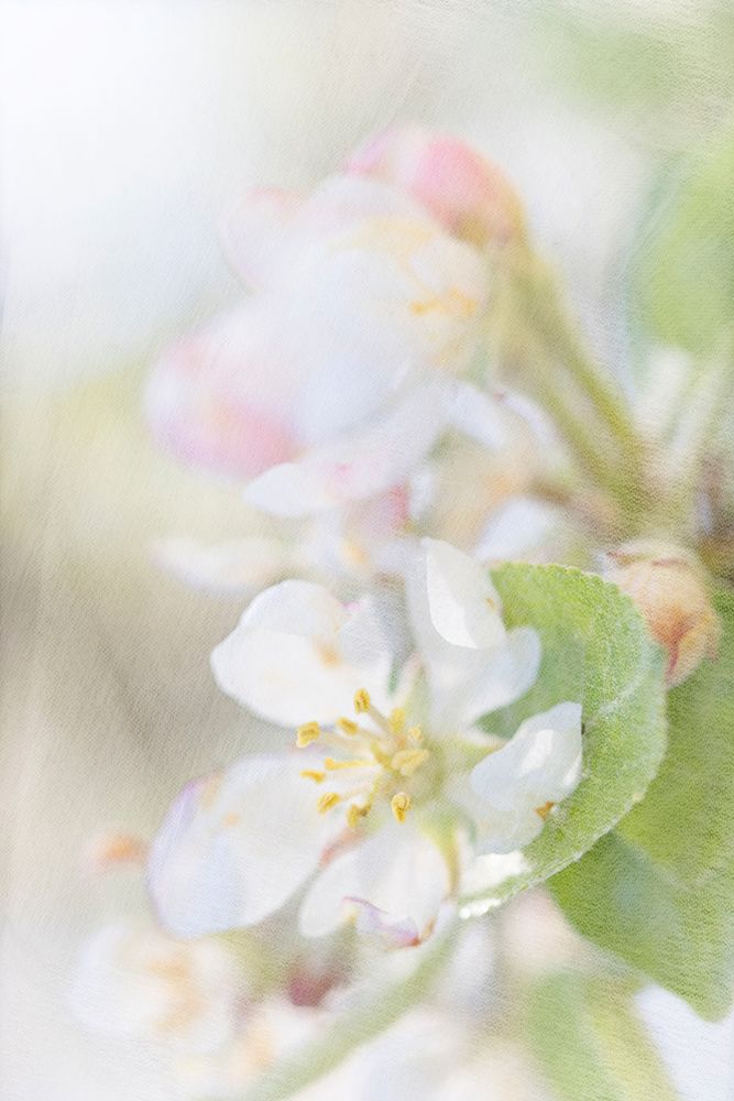 Sunlit Blossom art print by Judy Stalus for $57.95 CAD