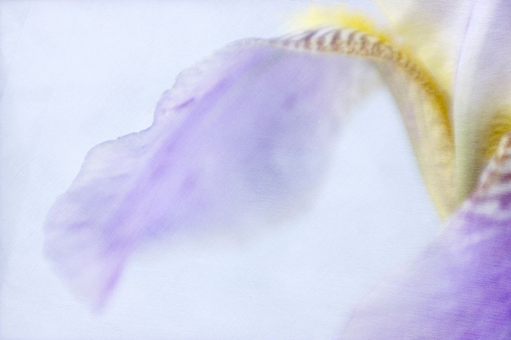 Iris art print by Judy Stalus for $57.95 CAD