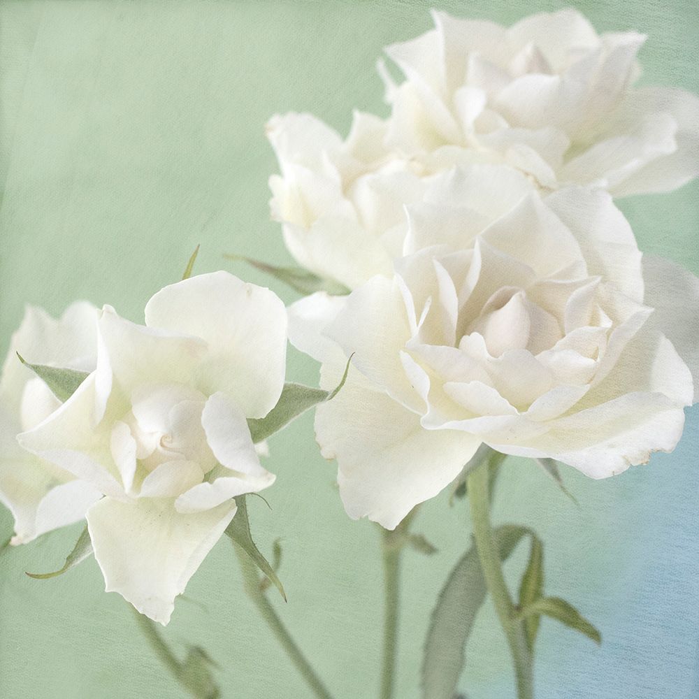 White Rose art print by Judy Stalus for $57.95 CAD