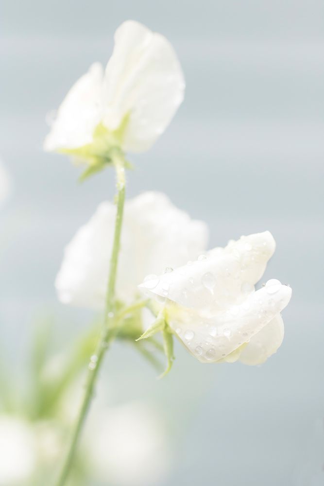 White Sweet Pea art print by Judy Stalus for $57.95 CAD