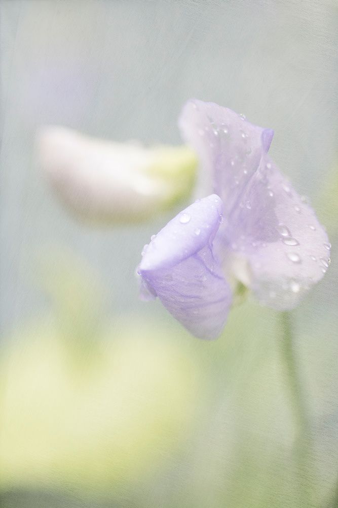 Purple Sweet Pea art print by Judy Stalus for $57.95 CAD