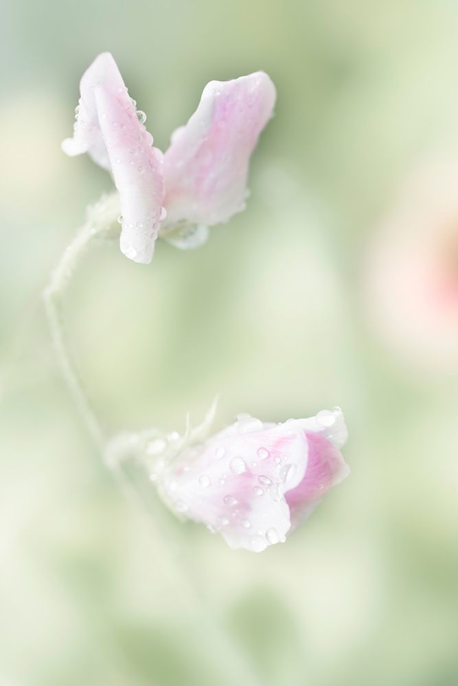 Pink Sweet Pea art print by Judy Stalus for $57.95 CAD