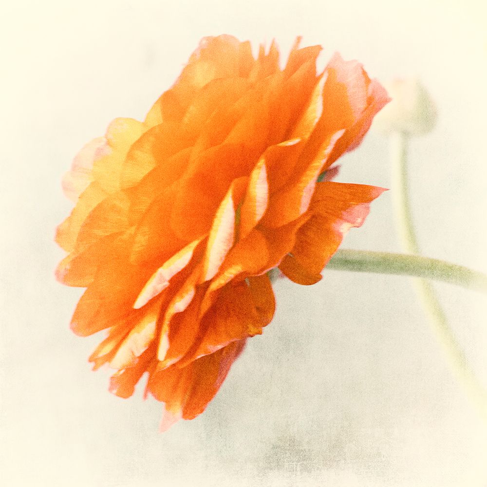 Orange art print by Judy Stalus for $57.95 CAD