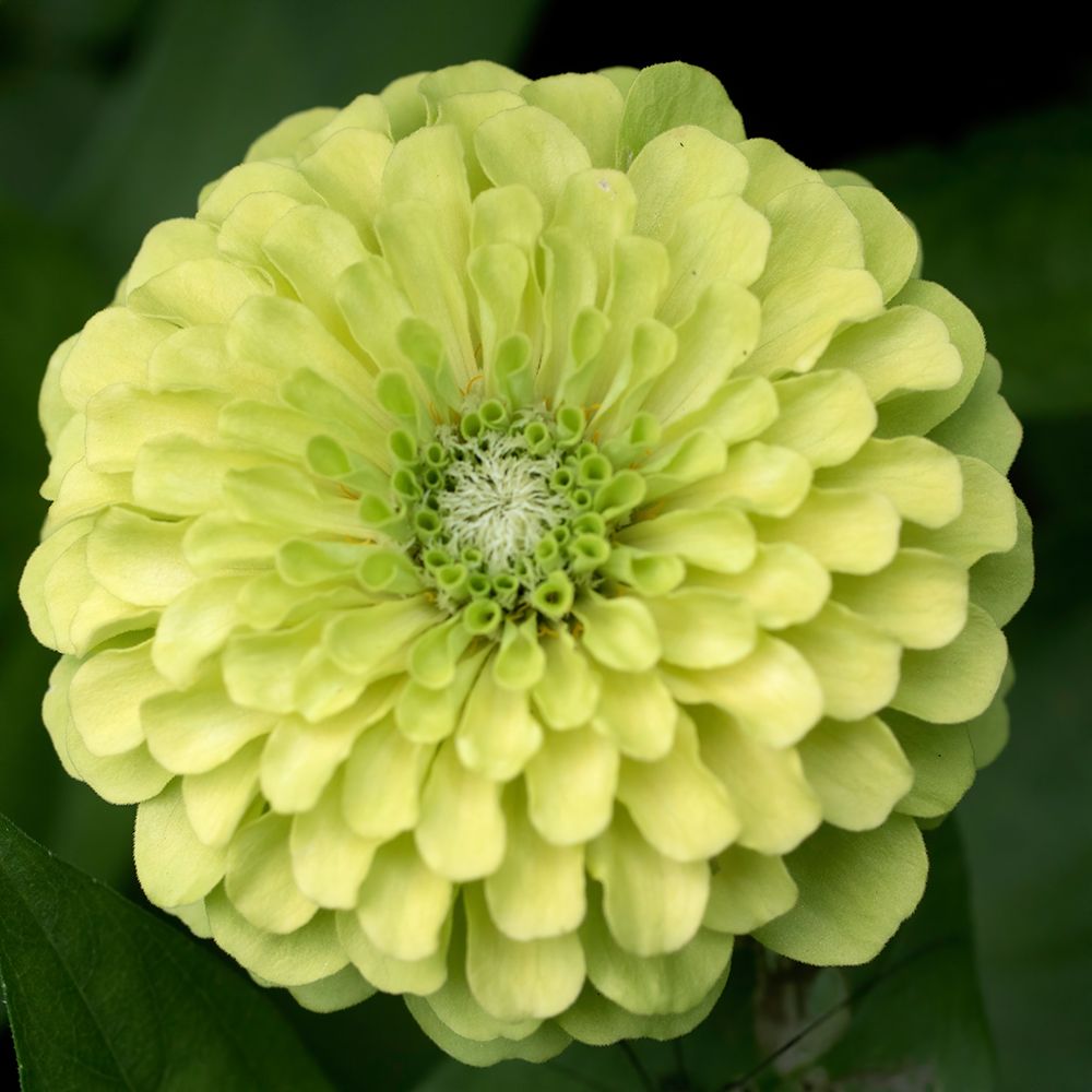 Green Zinnia art print by Judy Stalus for $57.95 CAD