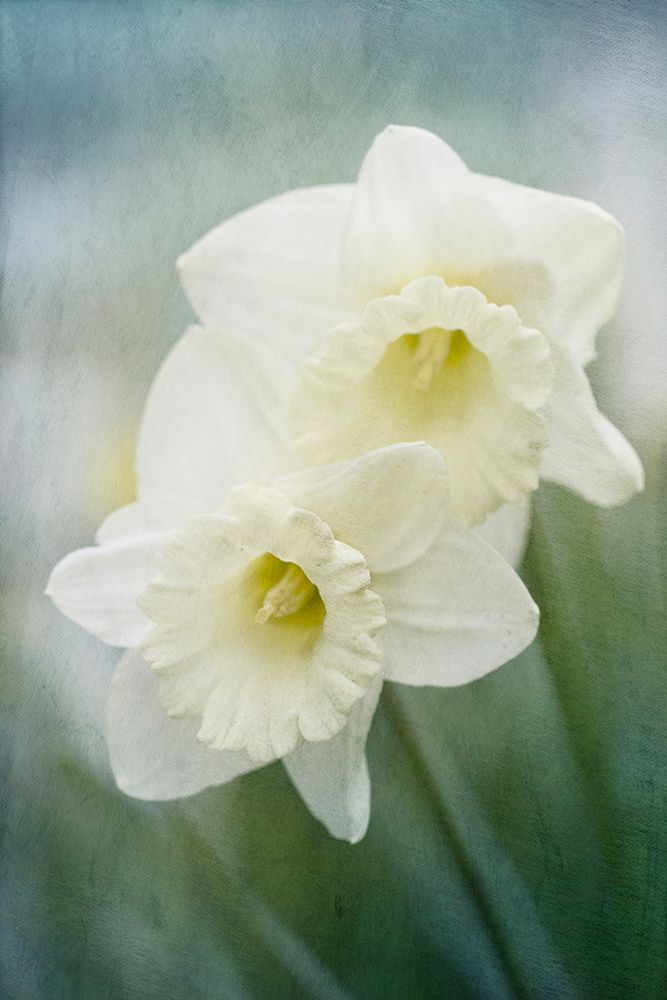 White Daffodils art print by Judy Stalus for $57.95 CAD