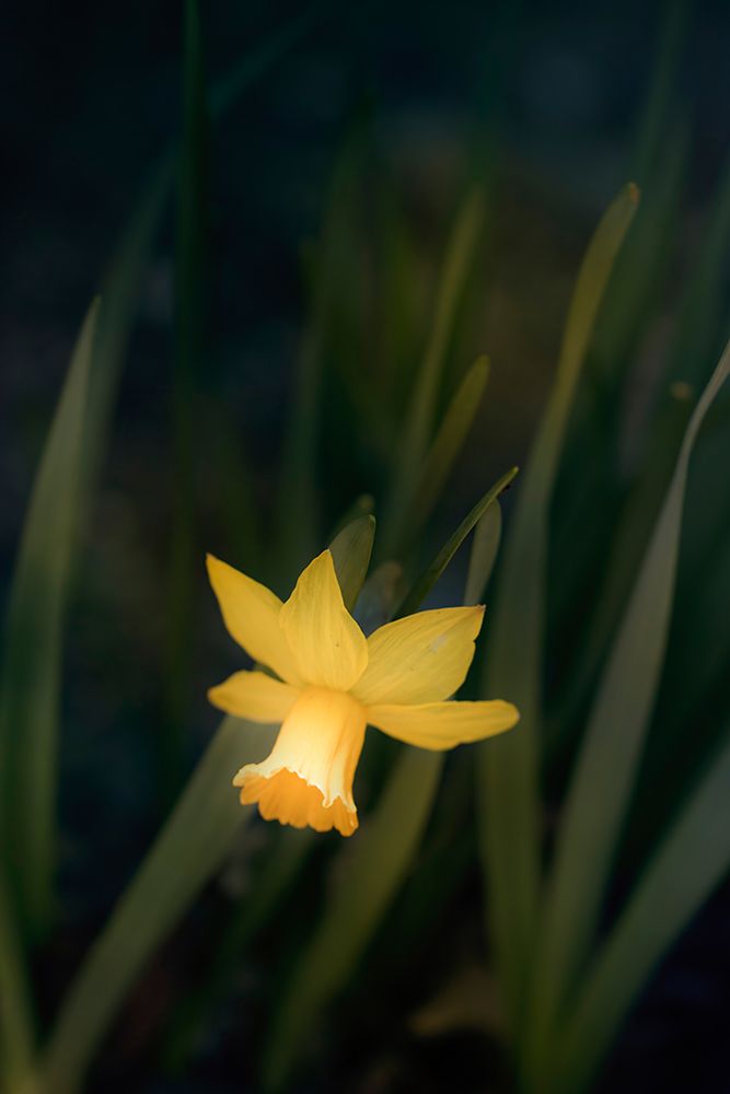 Narcissus art print by Judy Stalus for $57.95 CAD