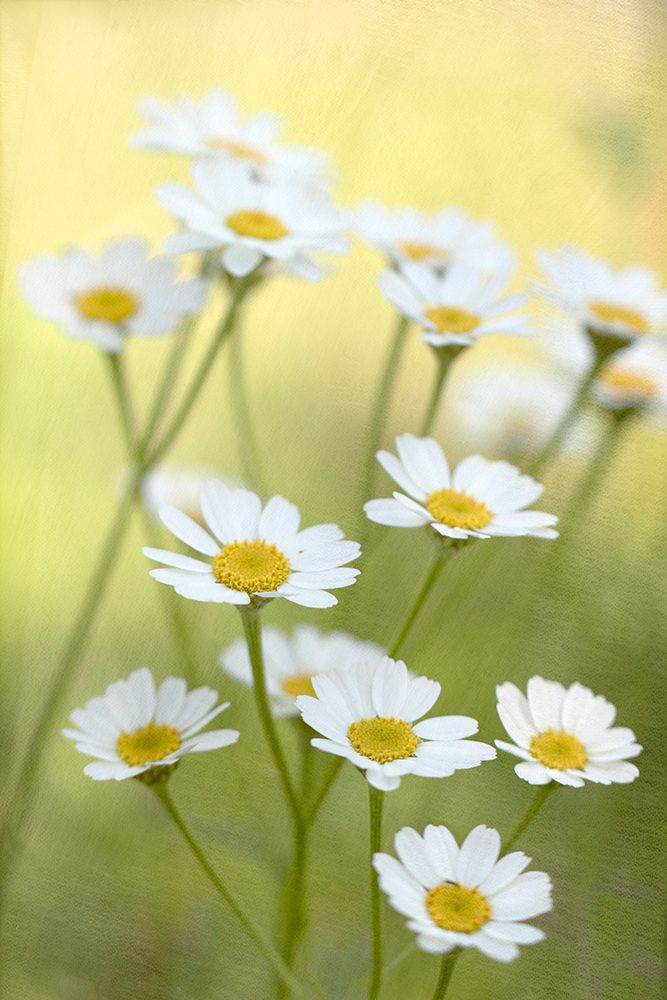 Daisies art print by Judy Stalus for $57.95 CAD